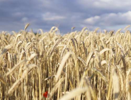 How Does the Russia-Ukraine War Affect Food Supply?