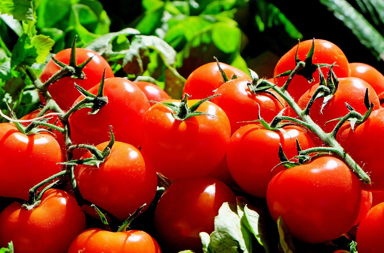 a photo of tomatoes